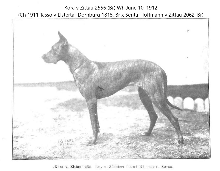 Kora v Zittan